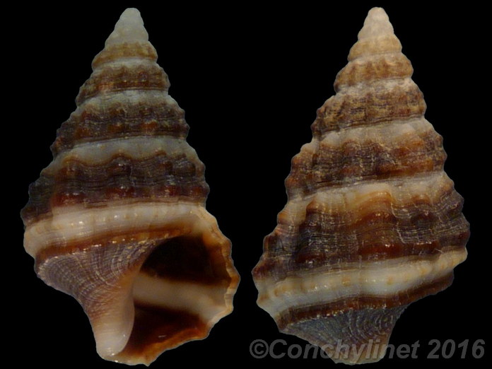 Cerithium africanum