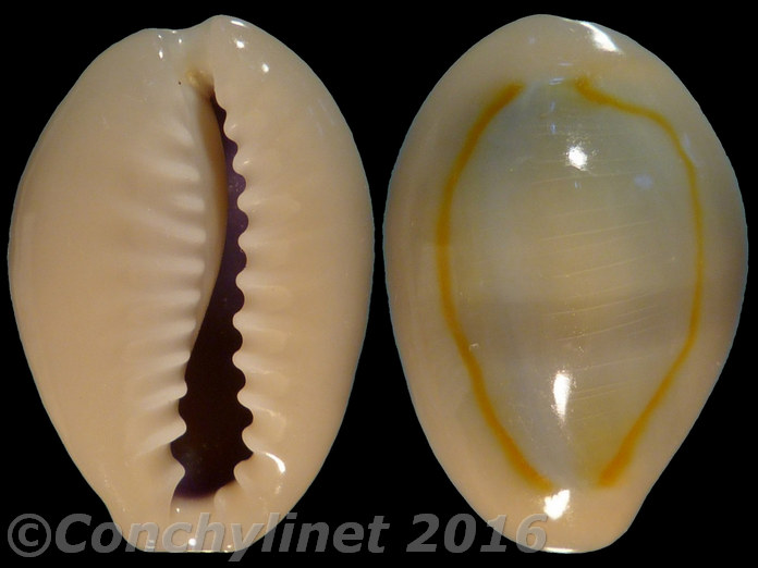 Cypraea annulus