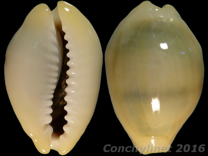 Cypraea moneta