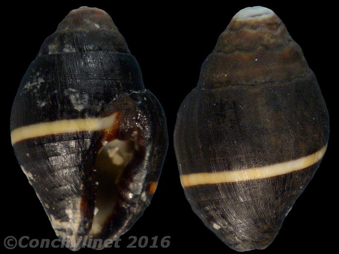 Engina mendicaria unilineata