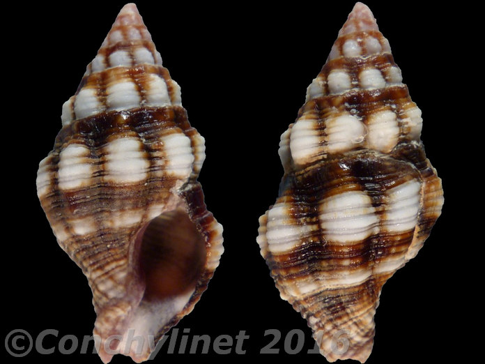 Peristernia forskalii