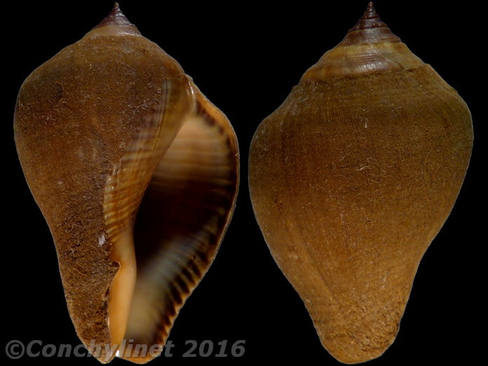 Volema pyrum
