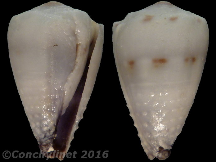 Conus nanus