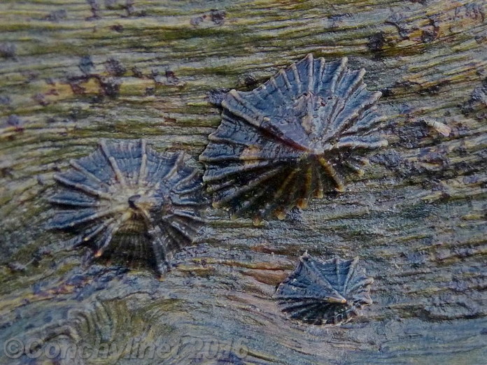 Siphonaria subatra