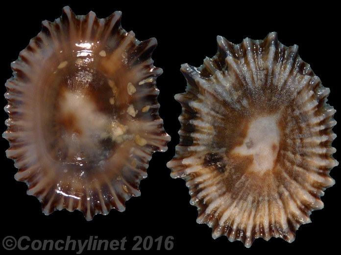Siphonaria subatra