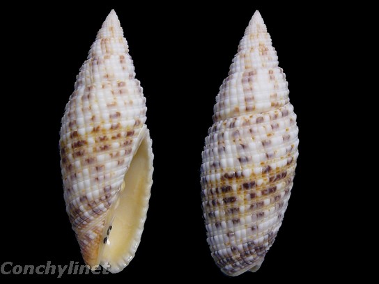 Neocancilla papilio