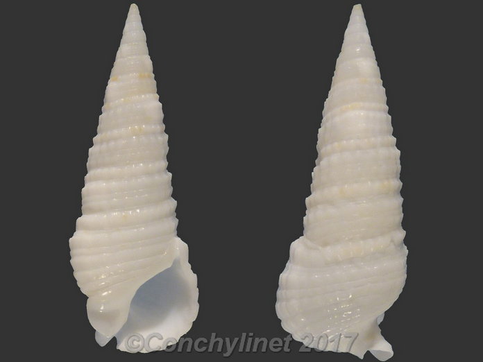 Rhinoclavis gemmatus