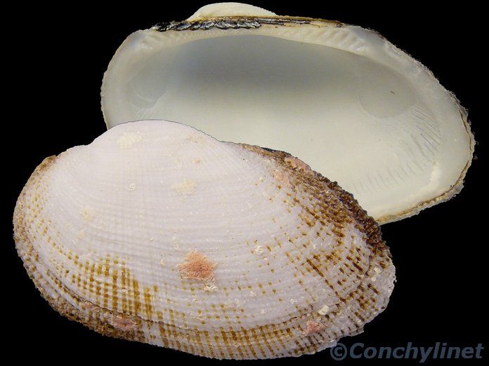 Barbatia foliata
