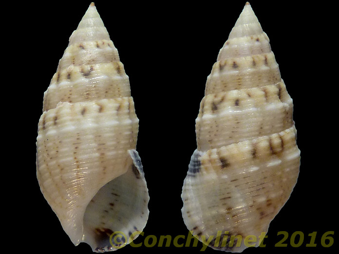 Cerithium atromarginatum Cerithium atromarginatum