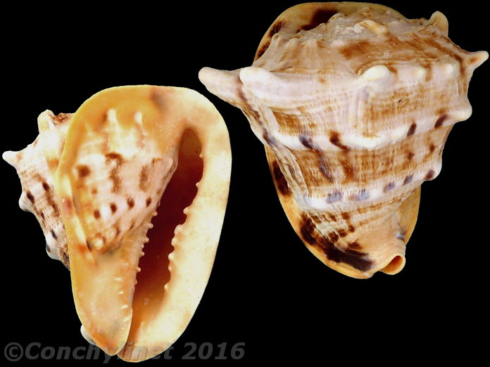 Cassis cornuta
