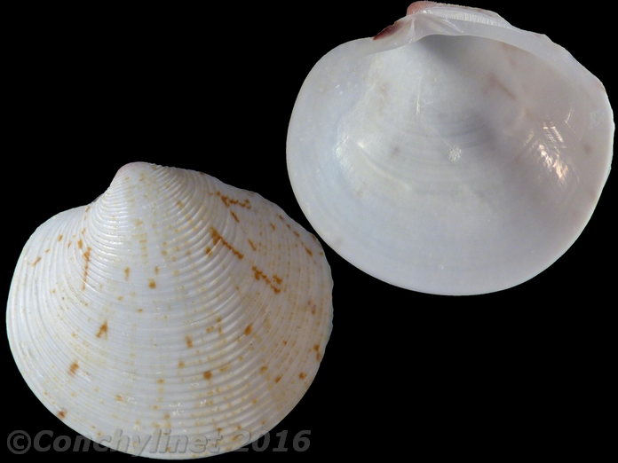 Dosinia amphidesmoides