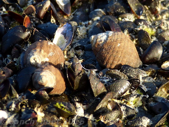 Morula mutica
