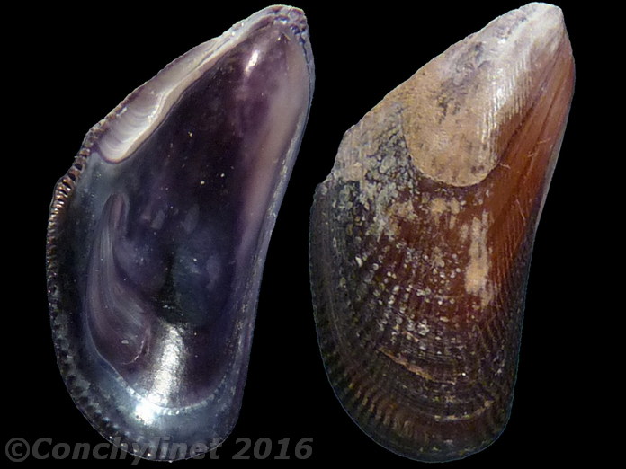 Brachidontes virgiliaea