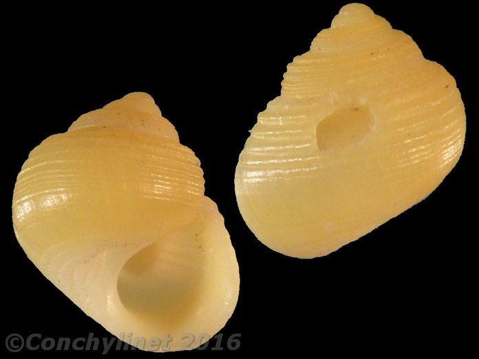 Cyclomorpha flava (Broderip, 1832) 13524