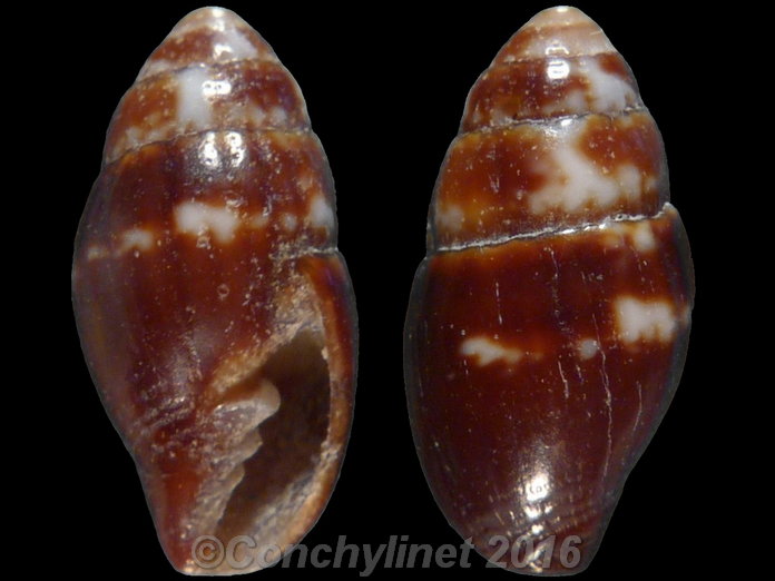 Vexillum microzonias