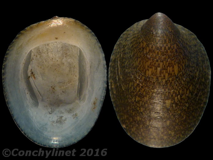 Septaria borbonica