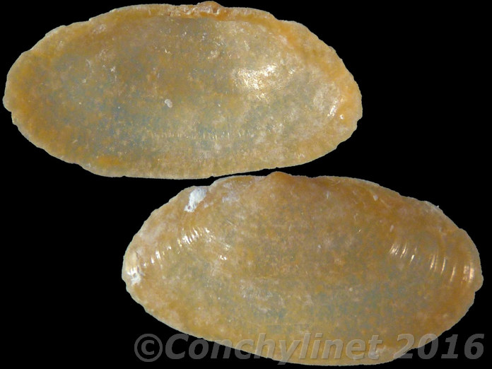 Lepirodes aurantius