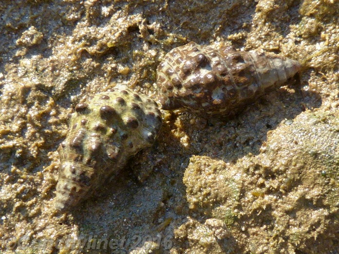 Cerithium caeruleum
