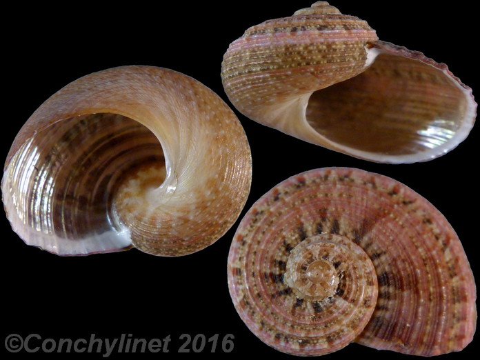 Pseudostomatella decolorata