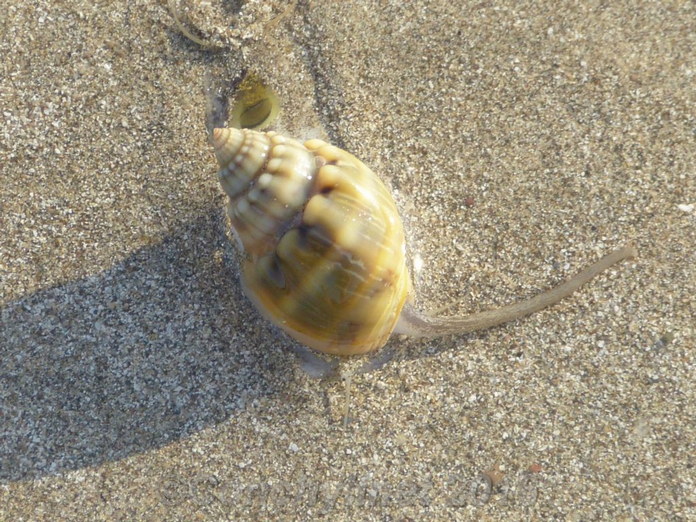 Nassarius coronatus