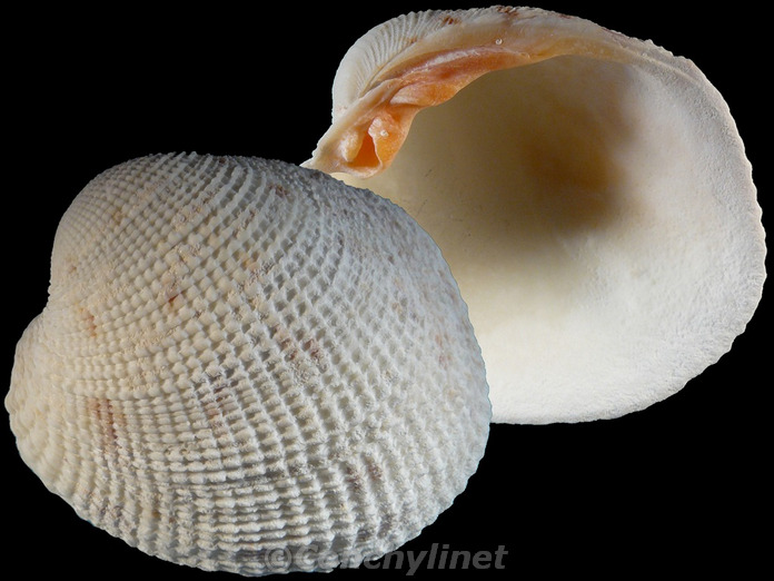 Antigona reticulata
