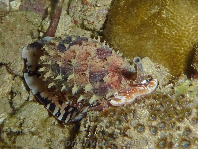 Conus geographus