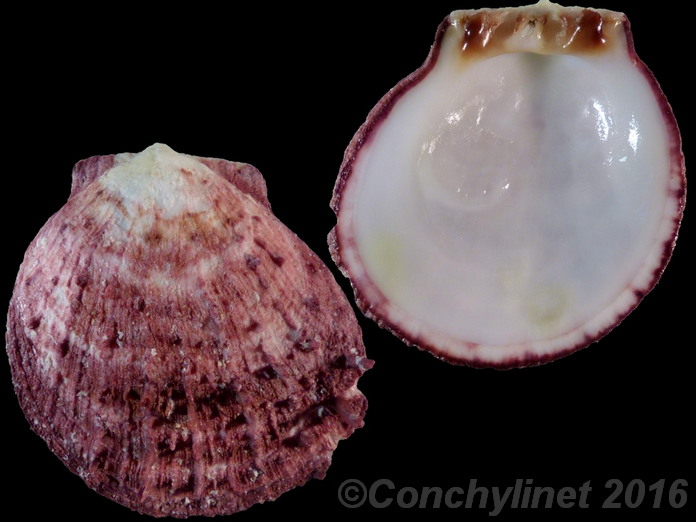 Spondylus gaederopus