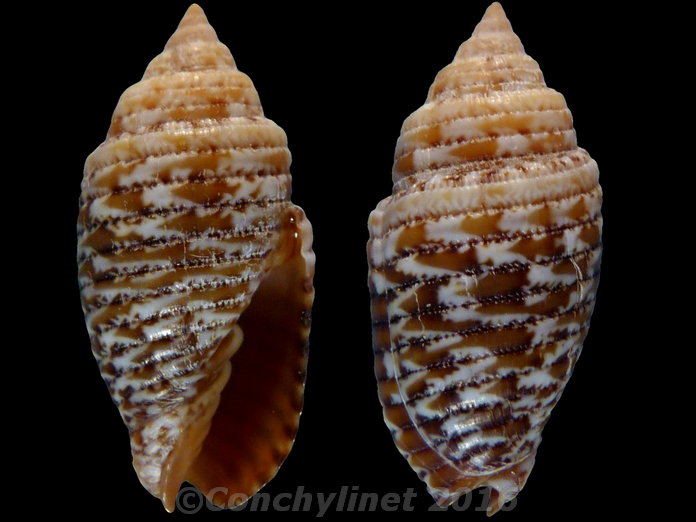 Scabricola eximia