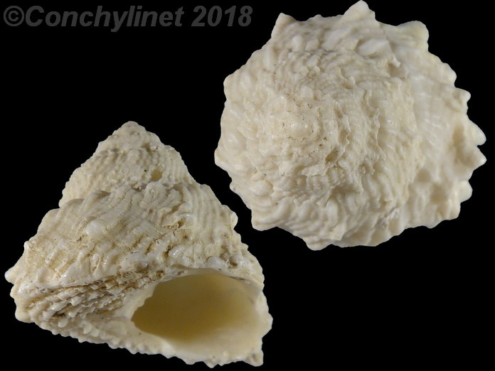 Astralium rhodostomum