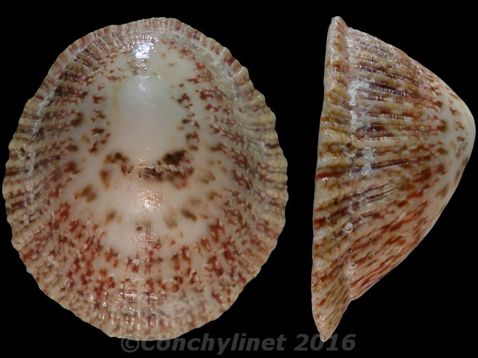 Cymbula miniata