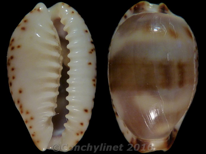 Cypraea owenii