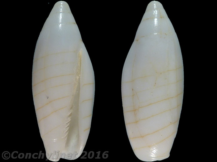 Nebularia multiplicata