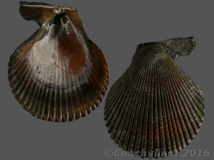 Mimachlamys varia
