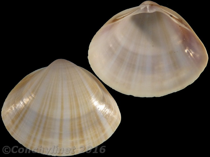 Mactra stultorum