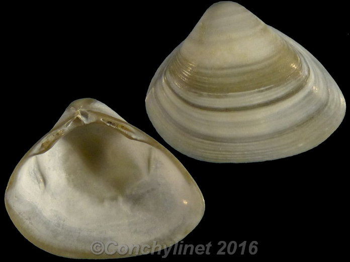 Spisula subtruncata