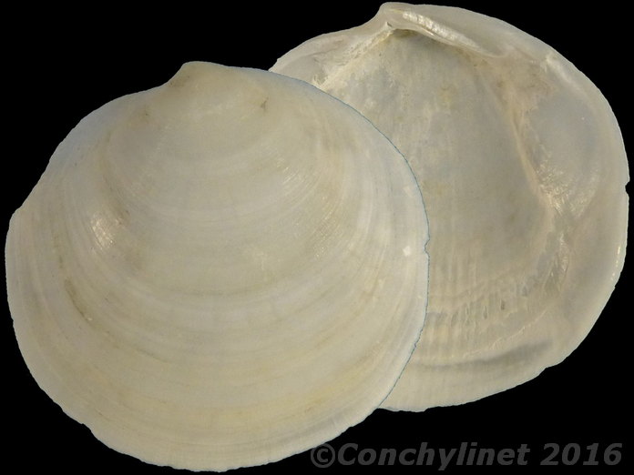Loripes orbiculatus