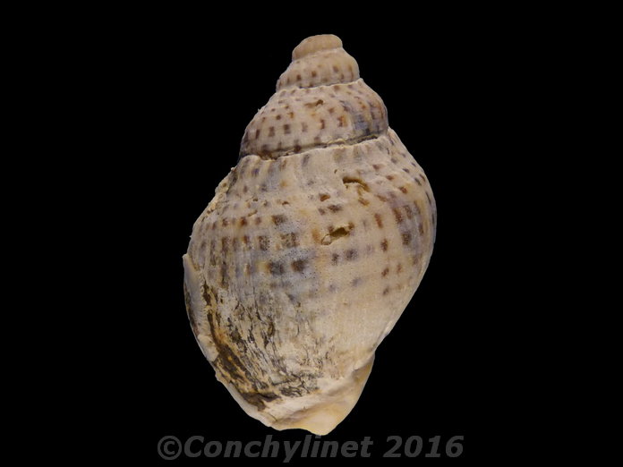 Cominella adspersa