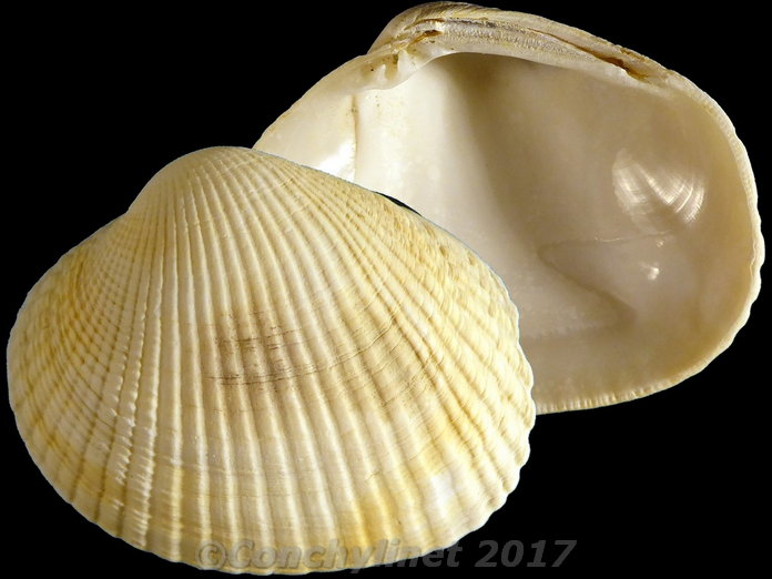 Leukoma crassicosta