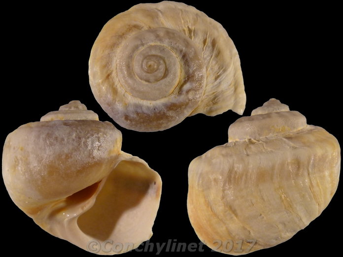 Amphibola crenata