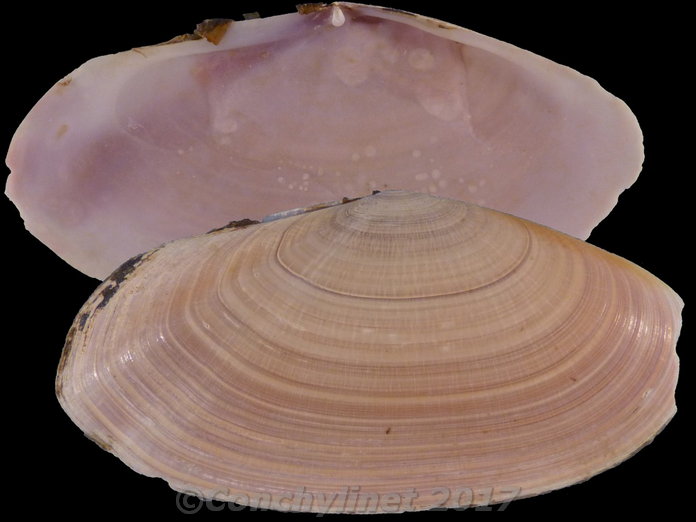 Gari luneolata