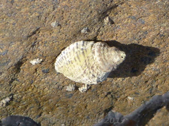 Haustrum scobina