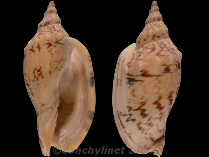 Alcithoe arabica