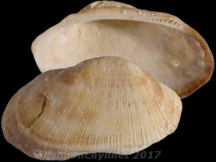 Barbatia novaezelandiae