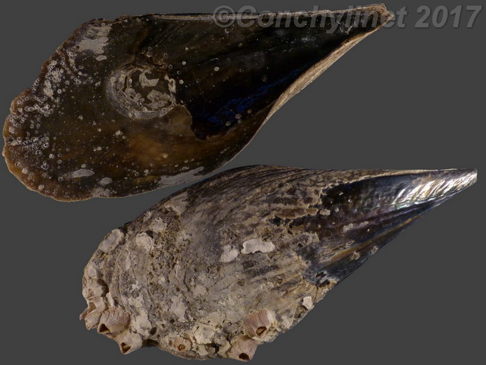 Atrina seminuda