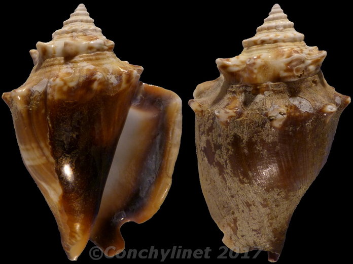 Strombus alatus