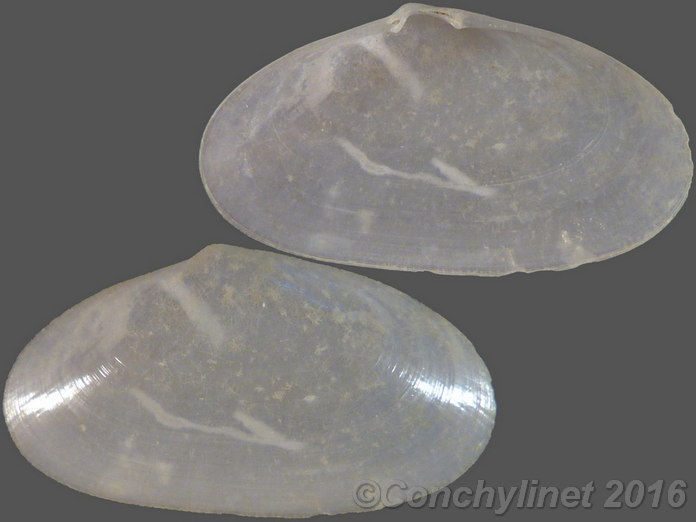 Barrimysia cumingii