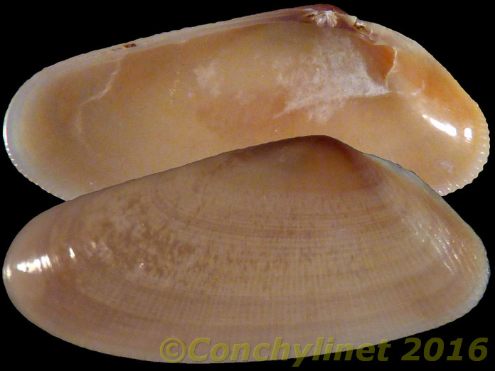 Donax bertini