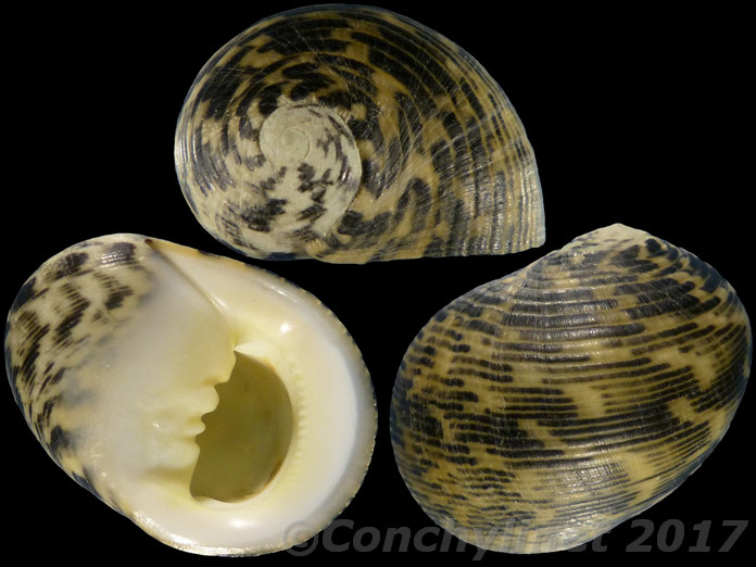 Nerita nigrita Nerita nigrita