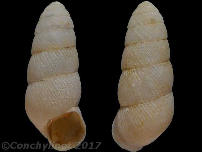 Unidentified species