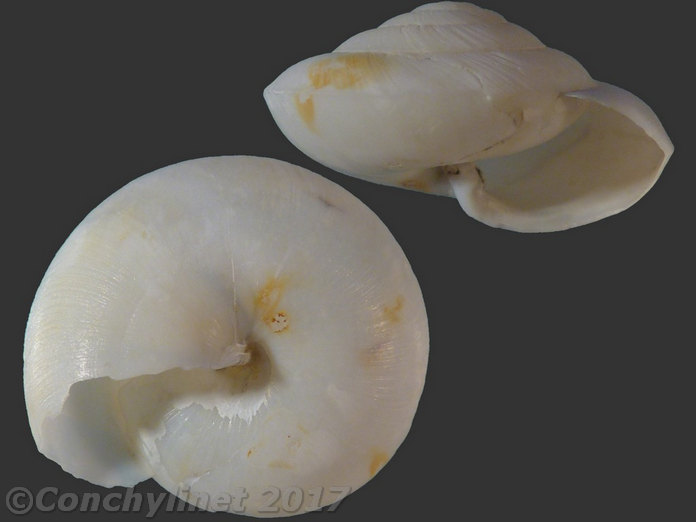 Unidentified species